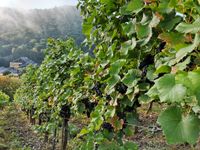 Traubenlese Weingut Loosen in Treis-Karden